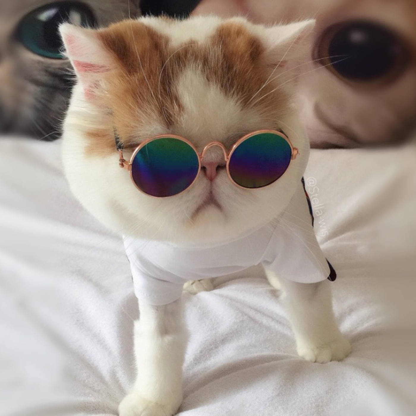 Custom Funny Pet Sunglasses3
